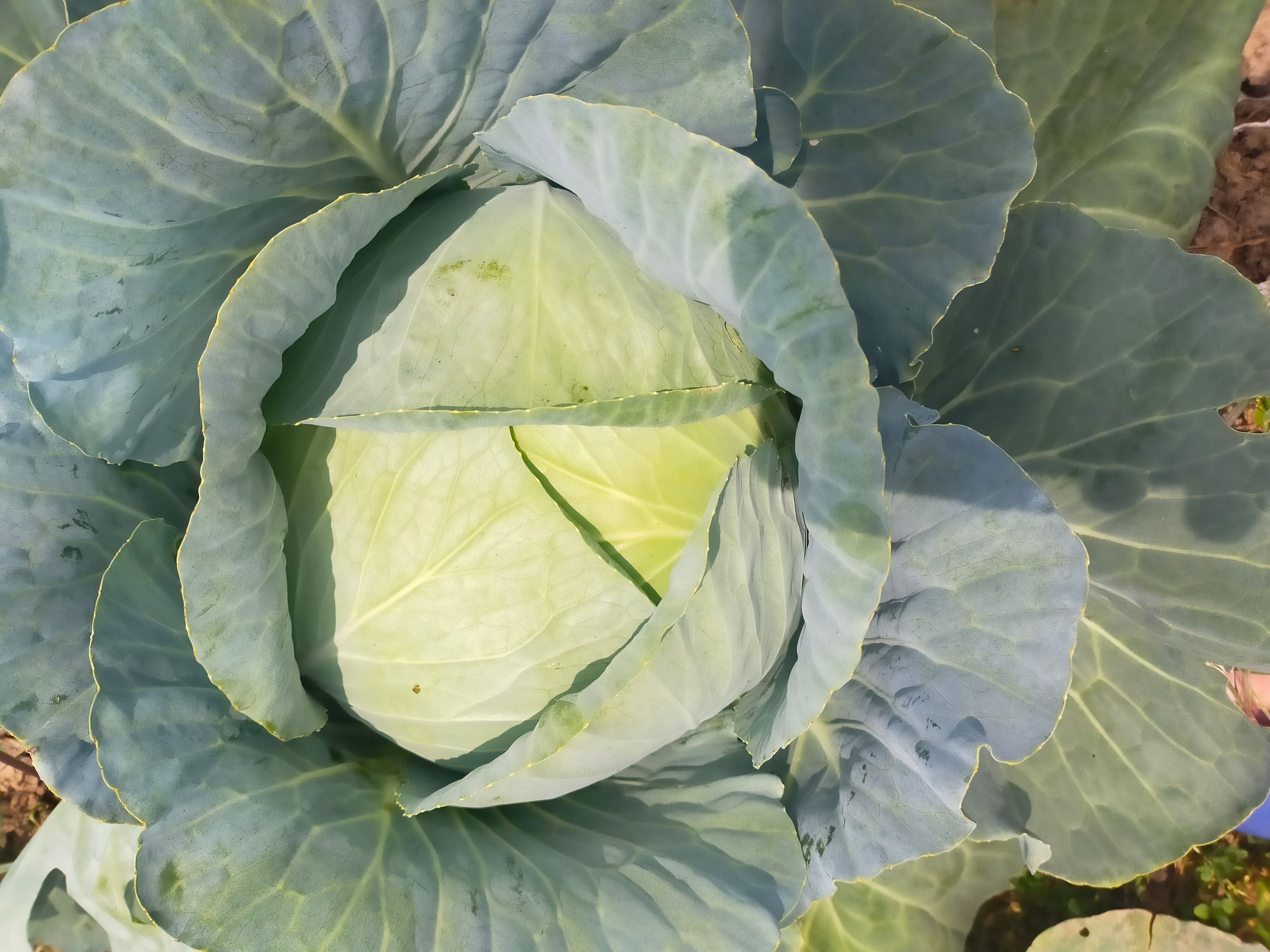 平包菜  奥奇利甘蓝大量供应加工厂奥奇娜扁包菜大量有货价格美丽