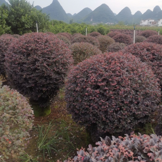 阳朔县黑珍珠红继木 红继木球