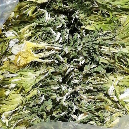 灵山县霸王花 