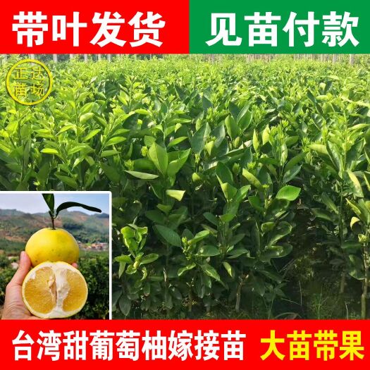 平和县甜葡萄柚苗（二年苗）鸡尾葡萄柚苗，葡萄柚苗，黄肉葡萄柚苗