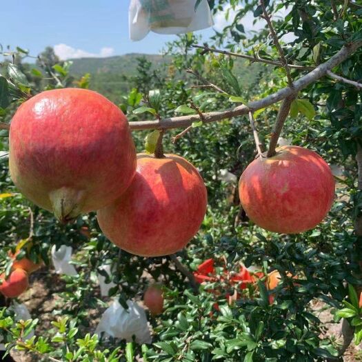 会理市突尼斯软籽石榴 软籽石榴5斤花皮大果