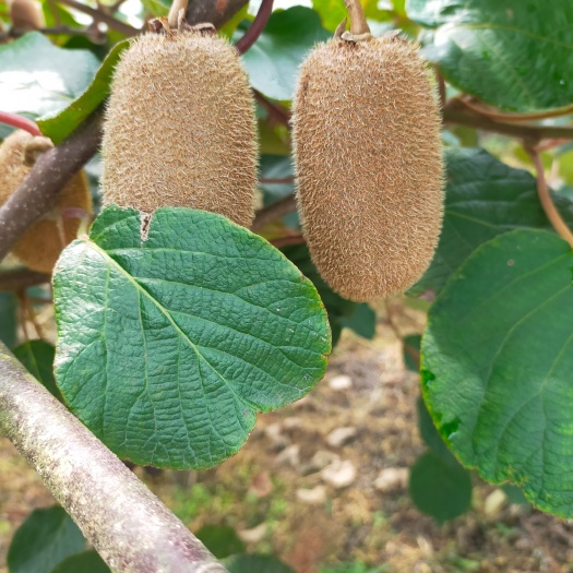 赫章县 红心猕猴桃大量上市