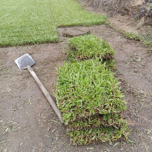 四会市 大叶油草