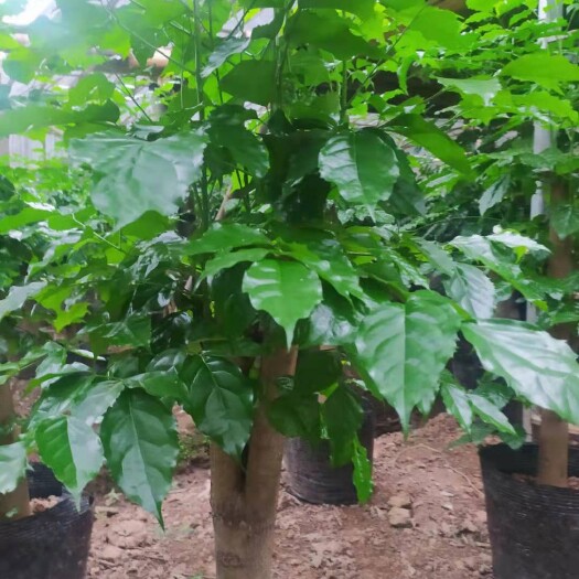 重庆市 幸福树盆栽，绿宝盆栽，净化室内空气，防福射。吸甲铨二手烟克星