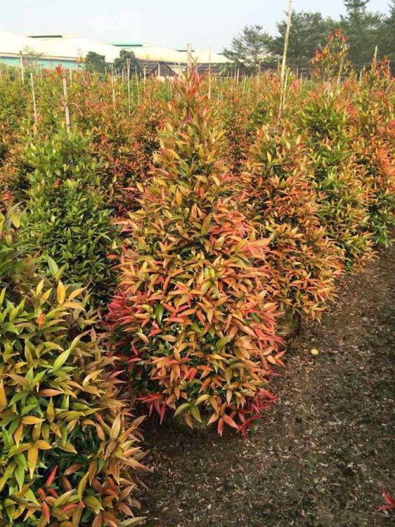 红车 100～200 2~4公分 4~6公分 1米以下 带土球发货 