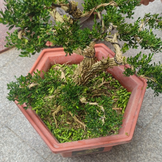揭阳小叶黄杨 造型多多