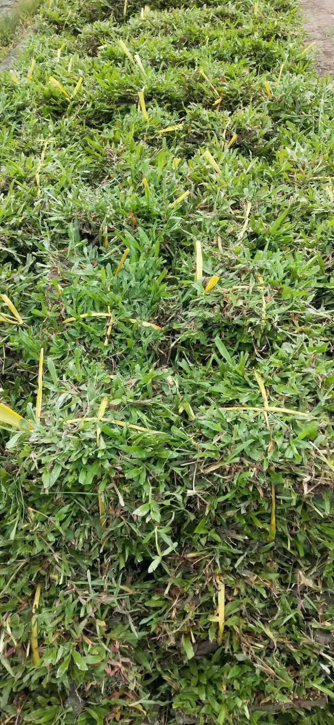  大叶油草