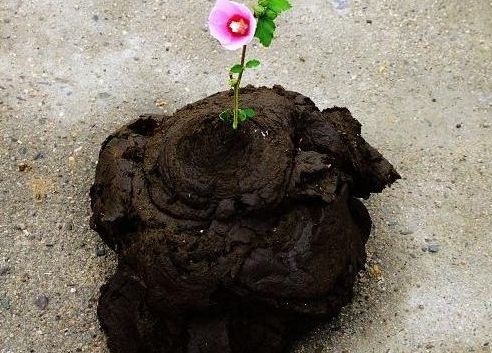 昆明间接肥料 生牛粪，养牛场新鲜出炉，无杂质，保质保量，可长期大量供应 量