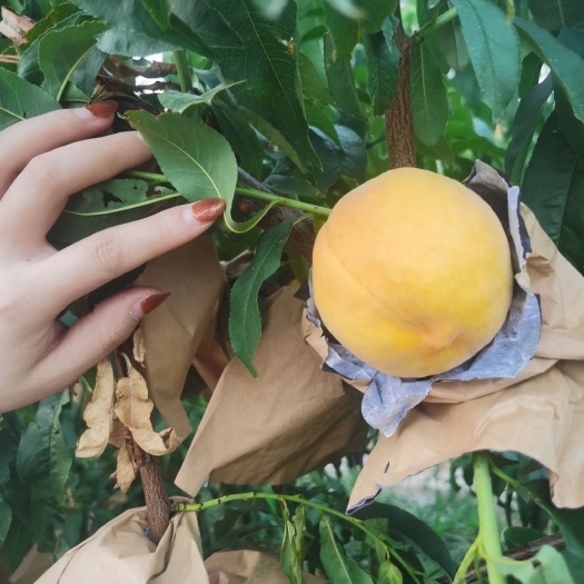 澄城县锦绣黄桃