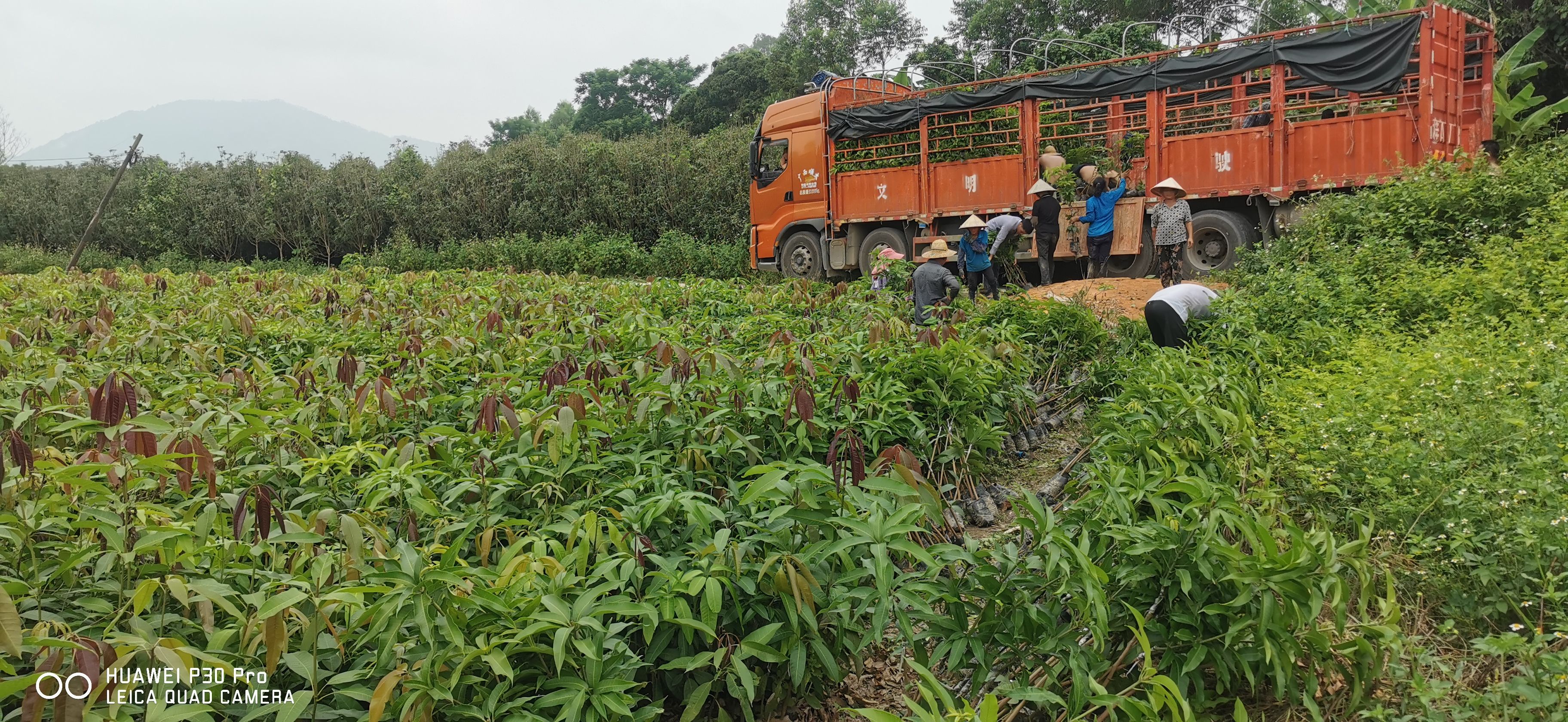  50万棵芒果苗基地直供，袋苗地苗都有货，欢迎实地考察订购