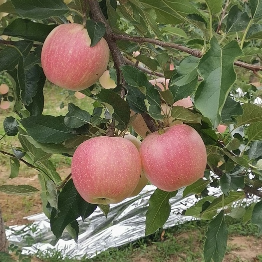 合阳县嘎啦苹果  自家地里的苹果