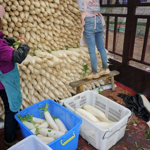 永善县 天然高山白萝卜，老品种，天然绿色食品