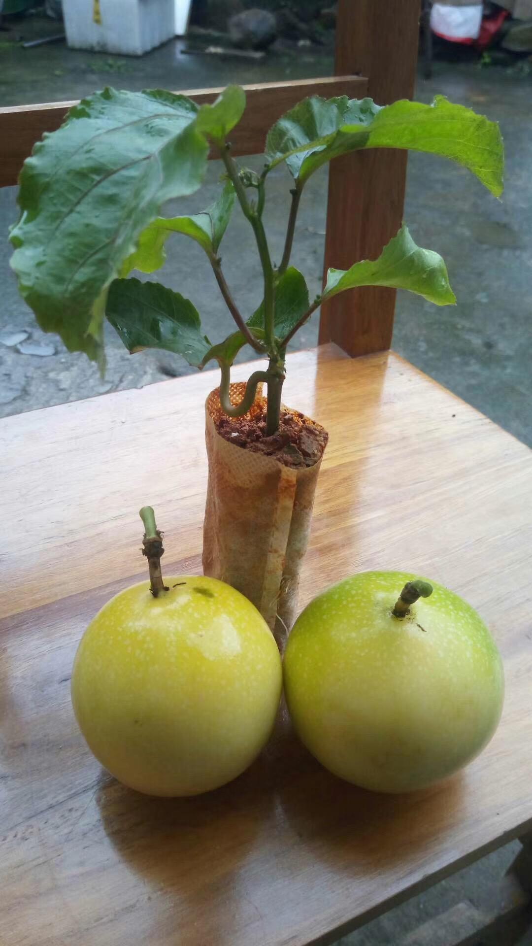 黄金百香果苗  百香果苗，，芭乐味百香果苗