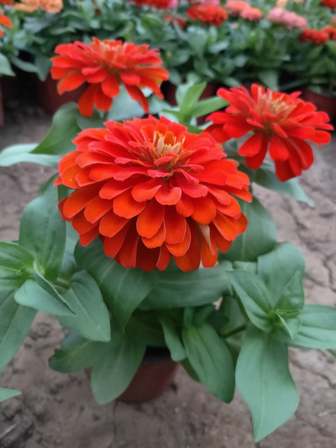 草花 多色百日草 节日组摆基地直销
