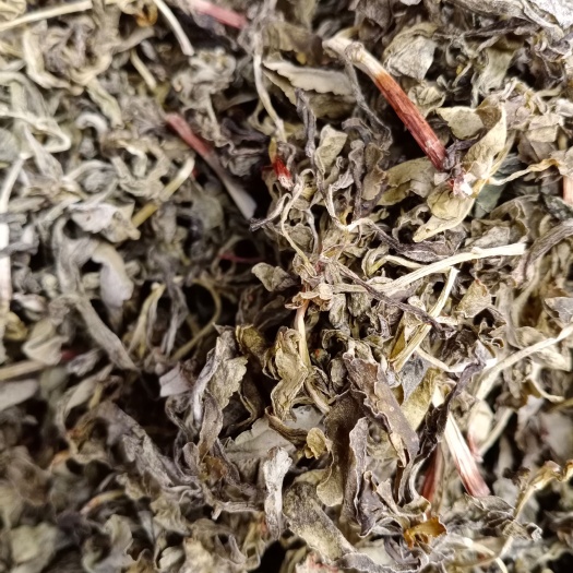 兰陵县救心菜  养心菜费菜高钙菜茶叶