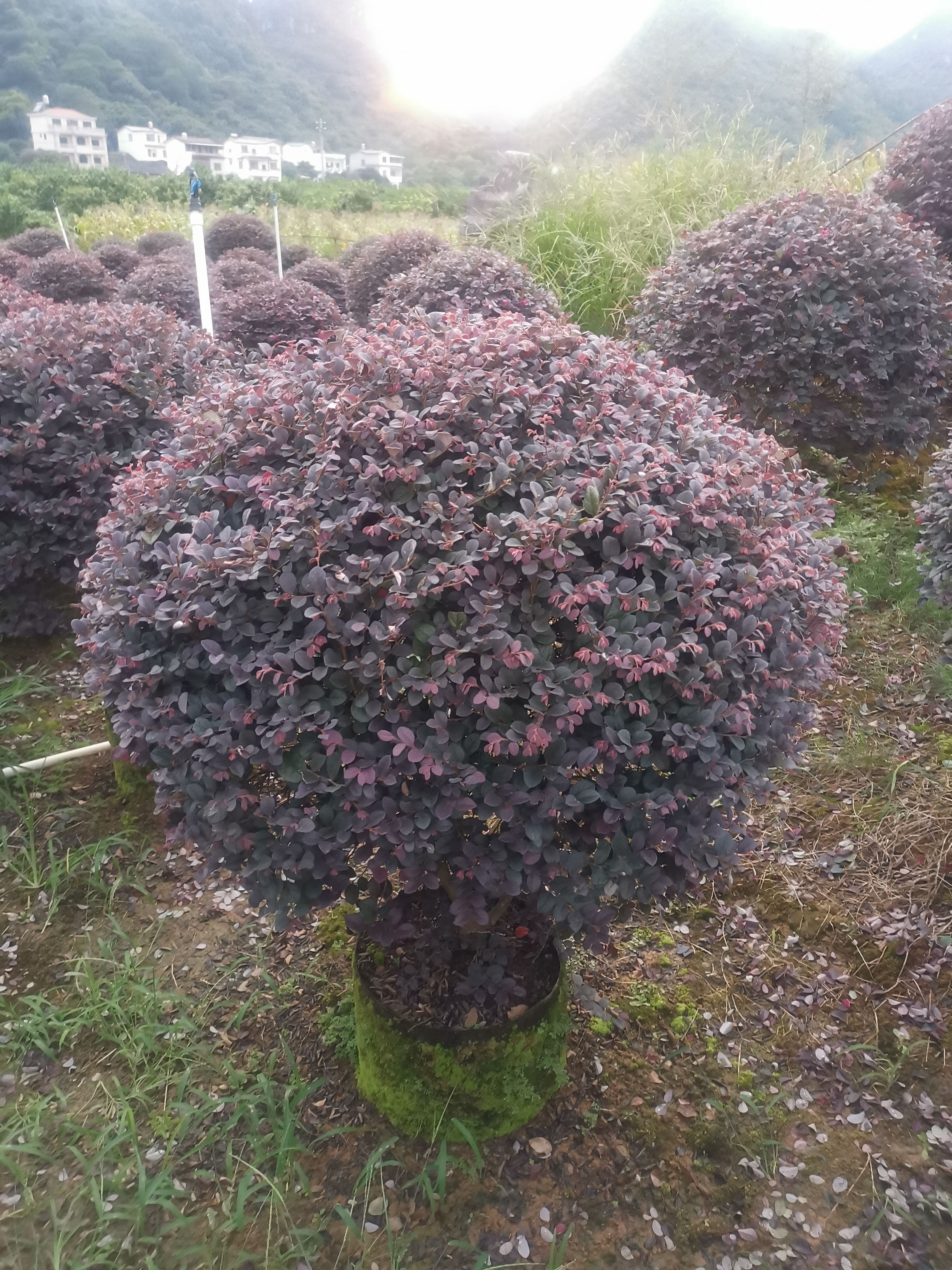 黑珍珠红继木 红花继木球