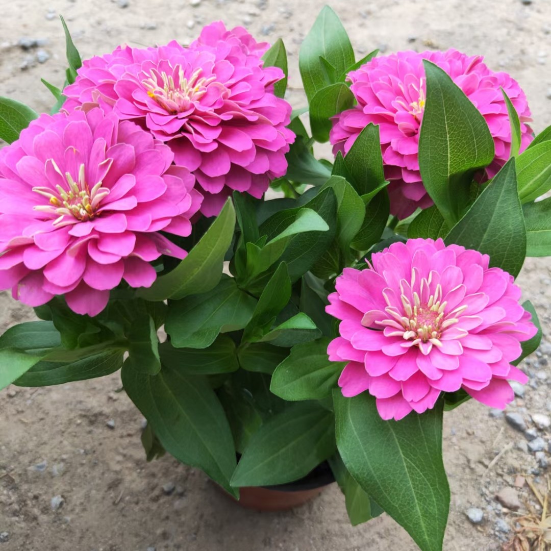 草花 多色百日草 节日组摆基地直销