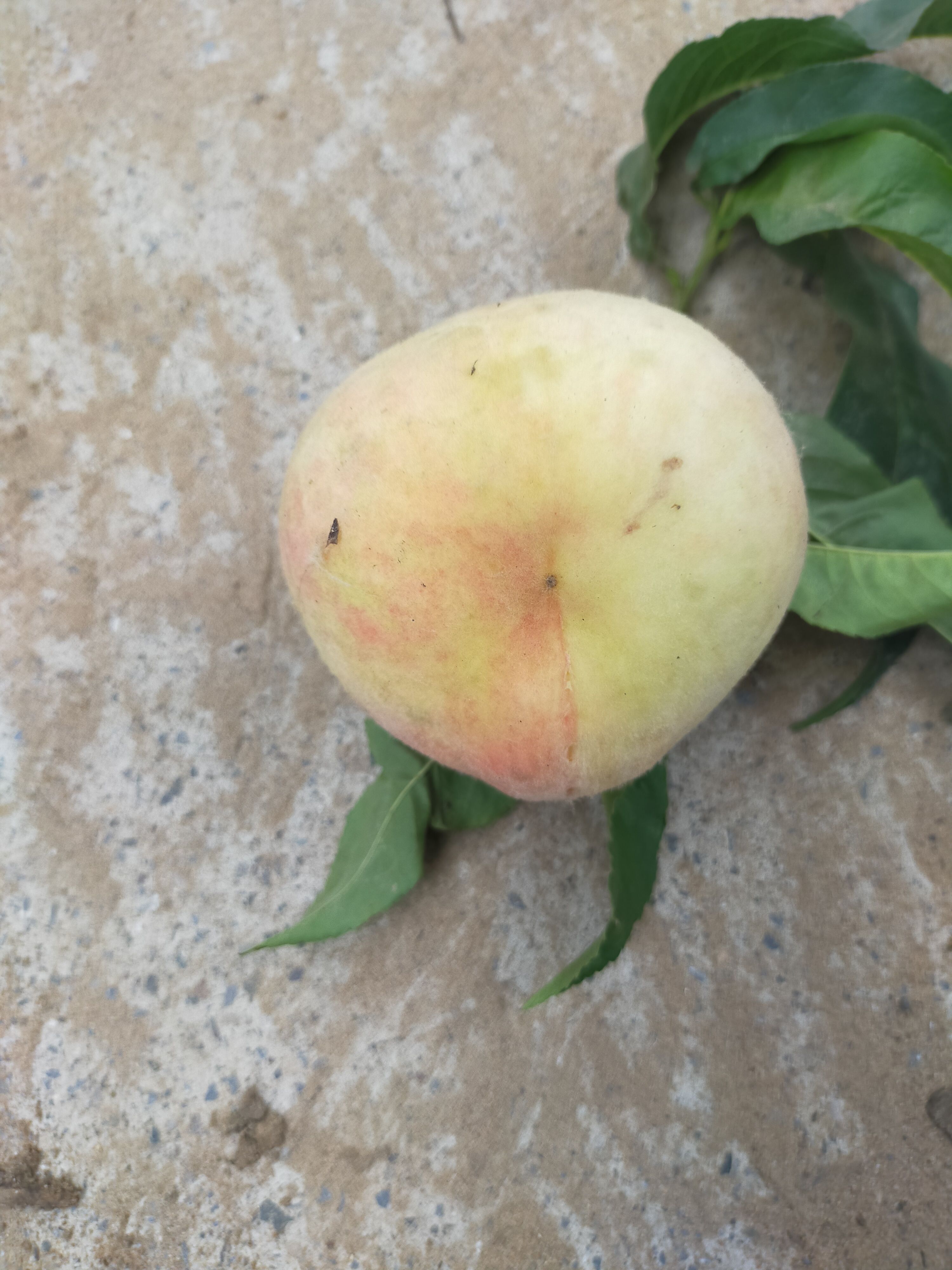 永莲蜜桃  水蜜桃 含糖量23%