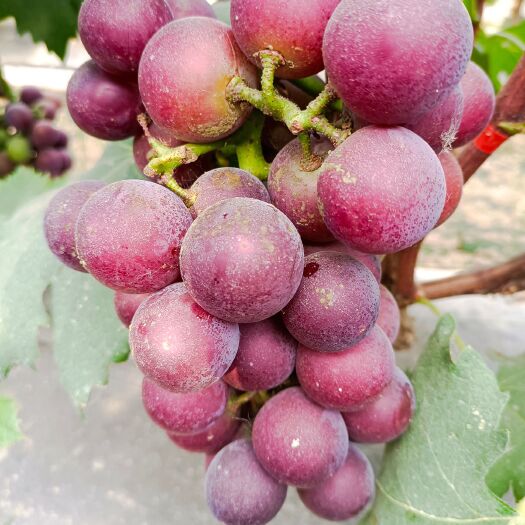 金乡县乒乓球葡萄 藤珍葡萄，个头大，质量好。