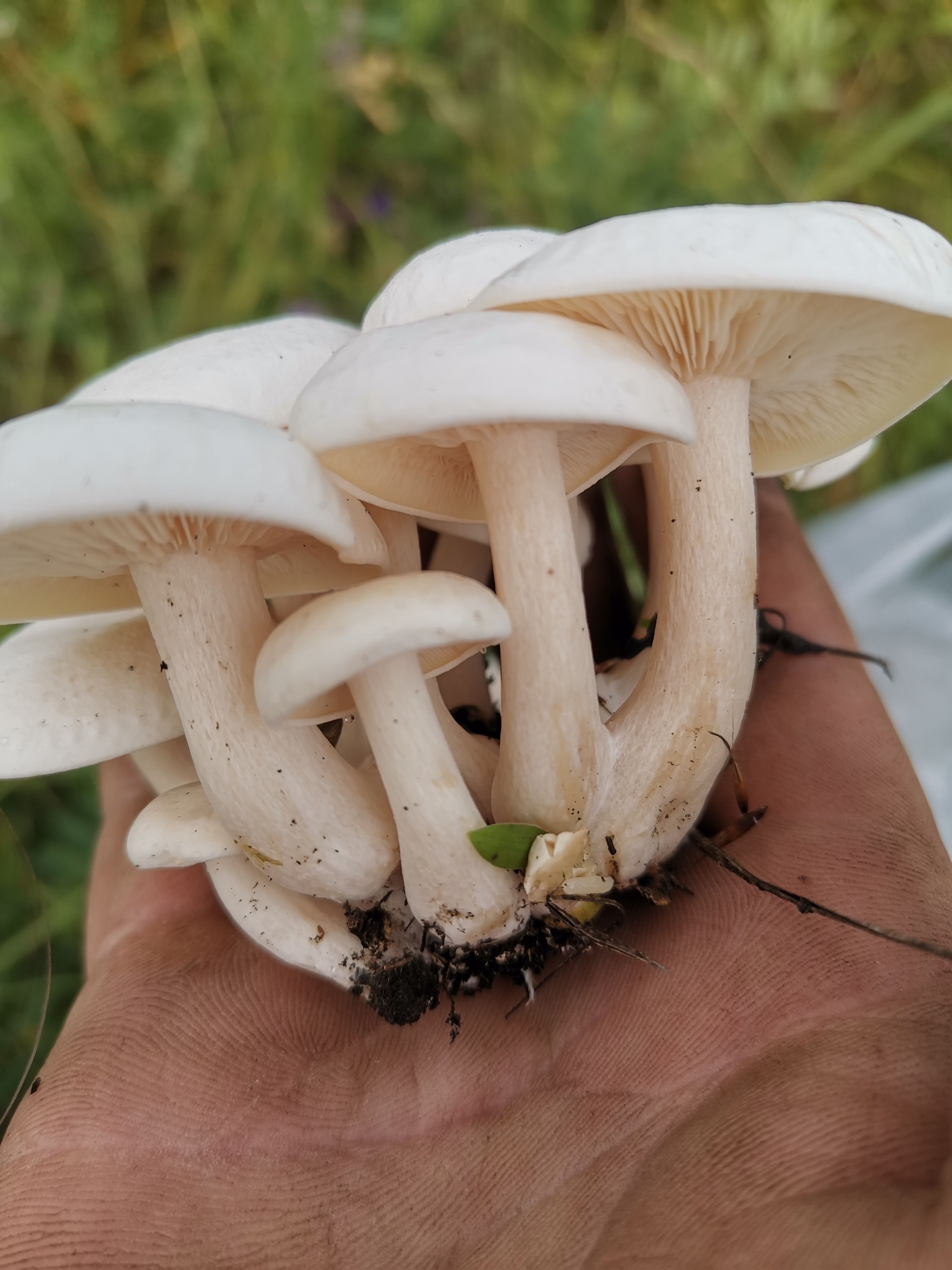 呼伦贝尔草原白花脸蘑菇