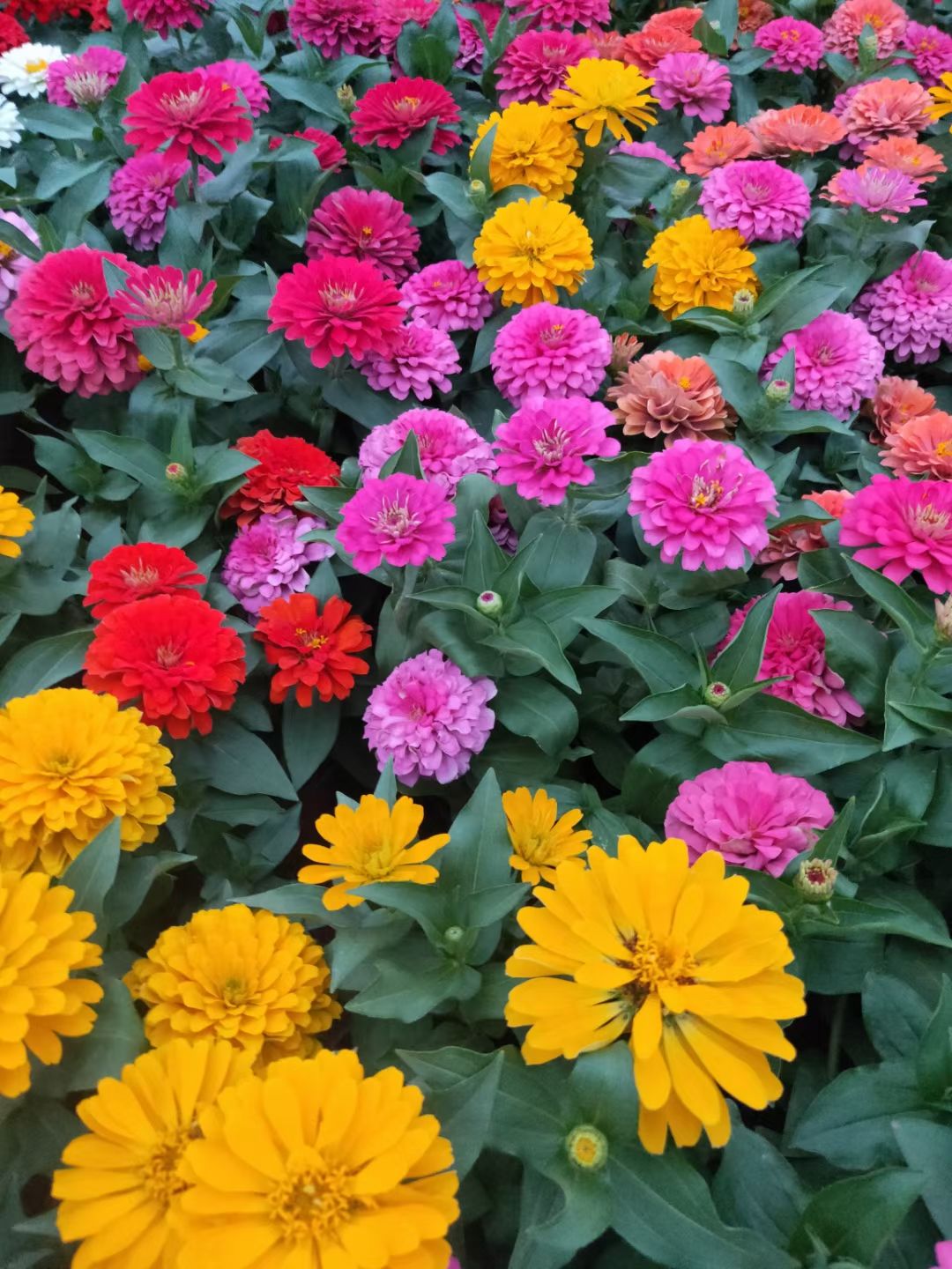 草花 多色百日草 节日组摆基地直销