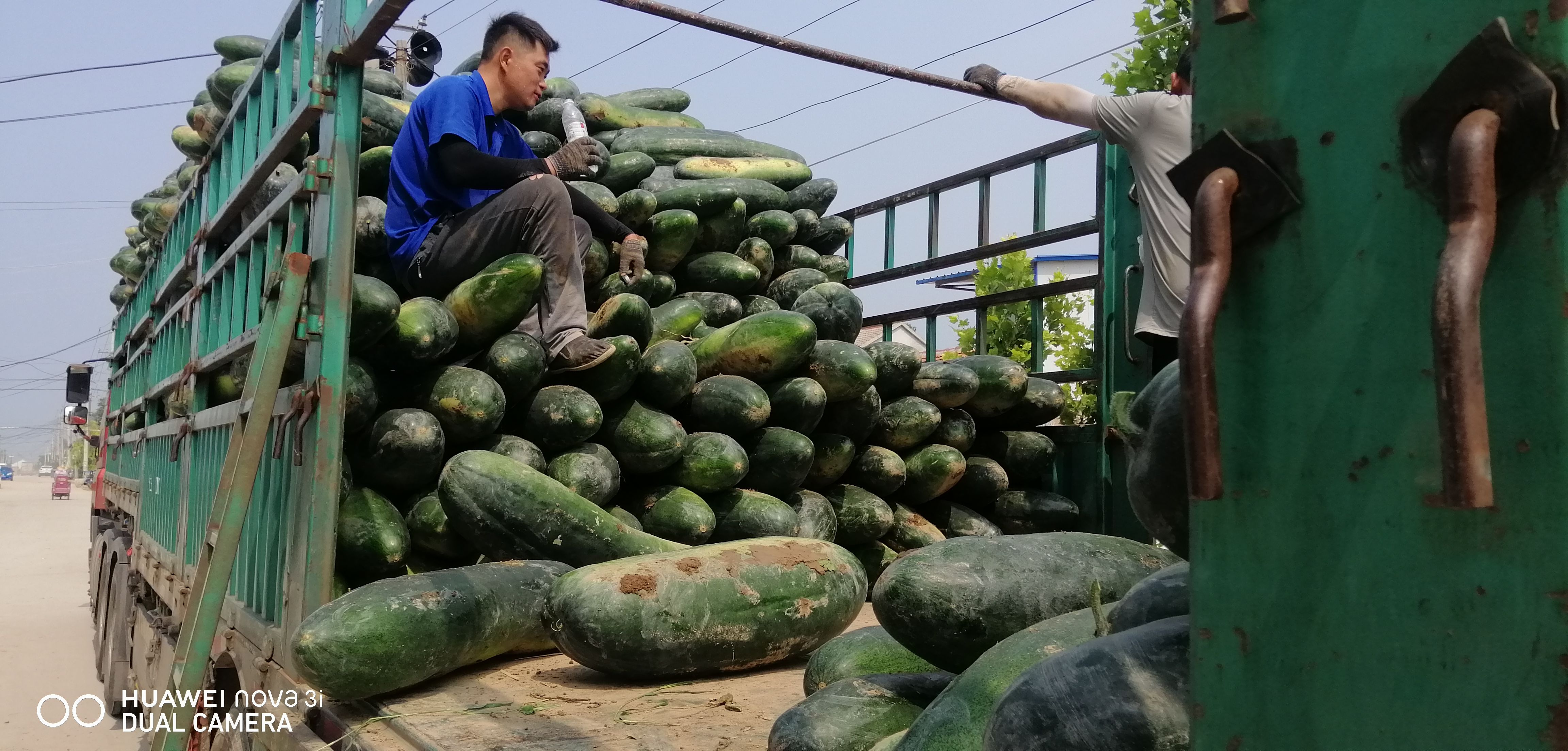 現(xiàn)貨黑皮冬瓜