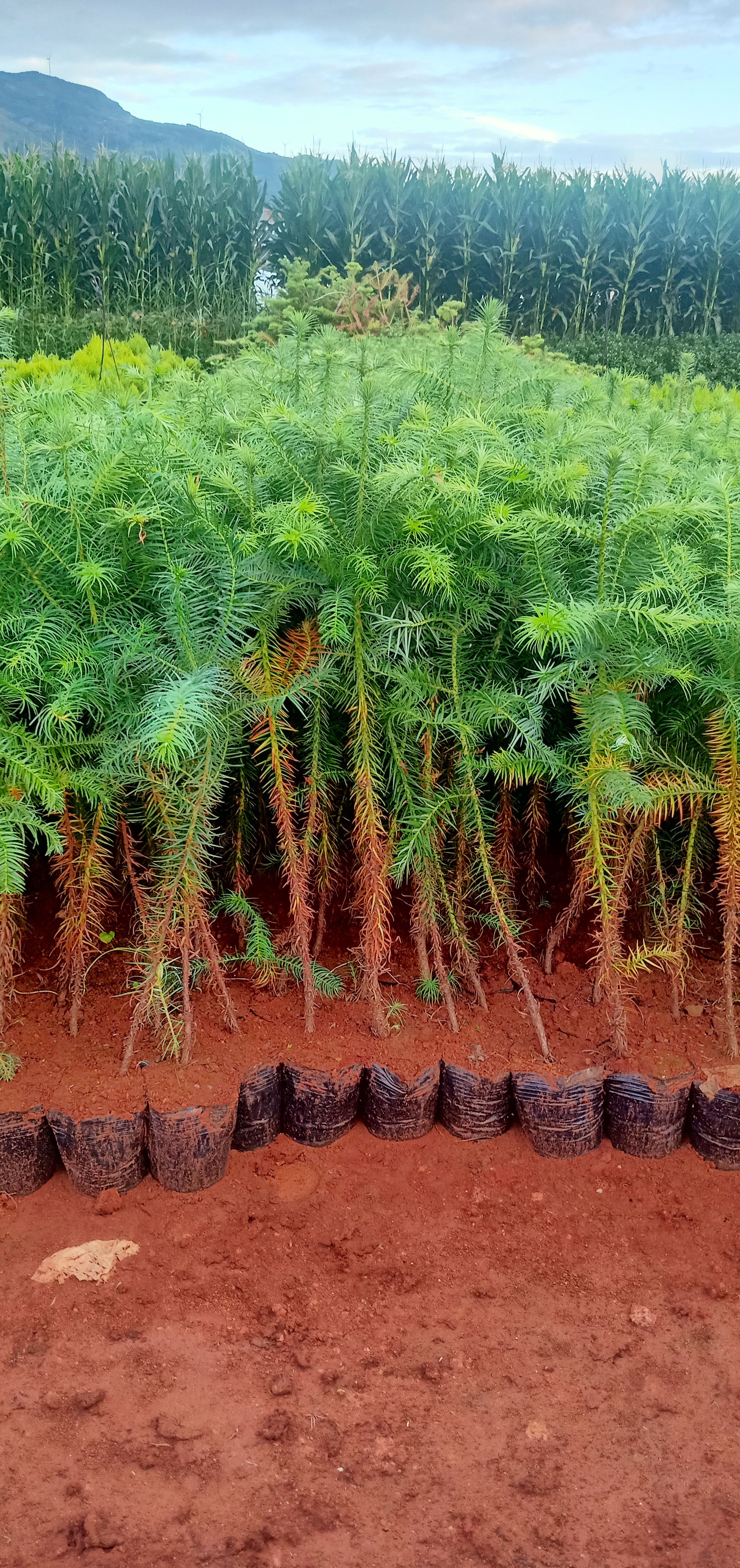 柳杉  刺杉苗16X16黑杯袋，杉树苗小袋有现货，苗龄在2至