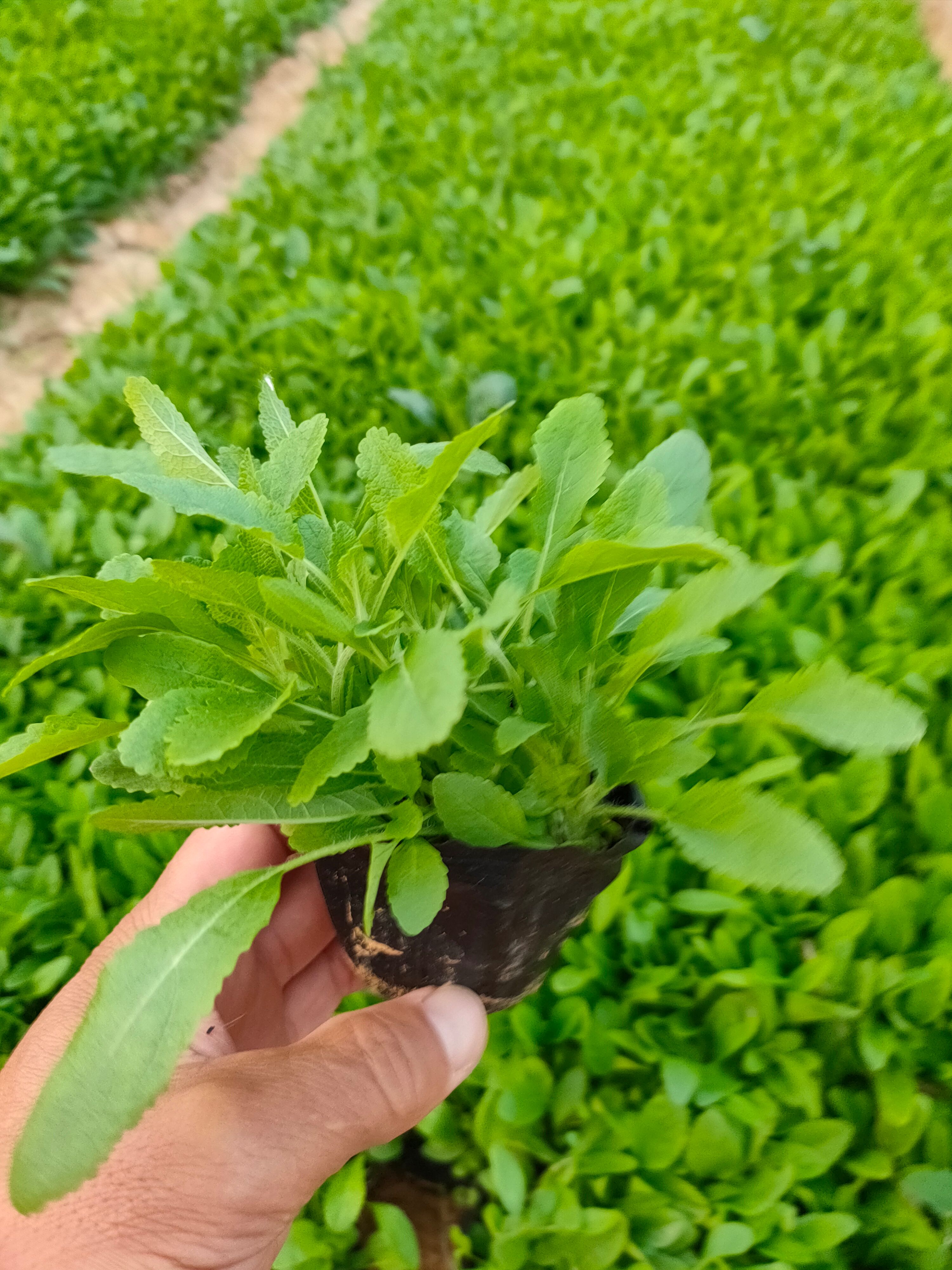 地被鼠尾草，宿根鼠尾草，多年生鼠尾草，地被鼠尾草，专种鼠尾草