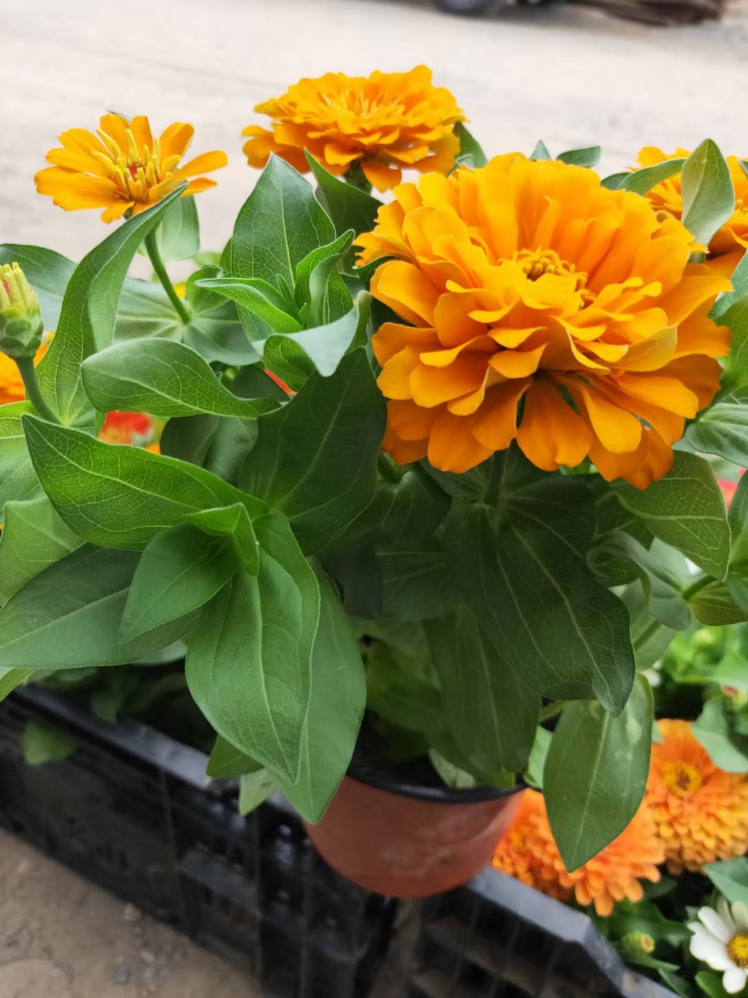 草花 多色百日草 节日组摆基地直销