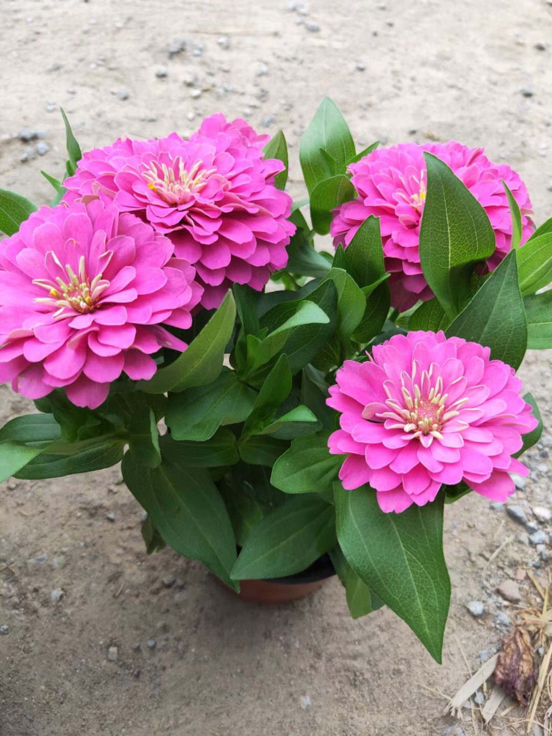 草花 多色百日草 节日组摆基地直销