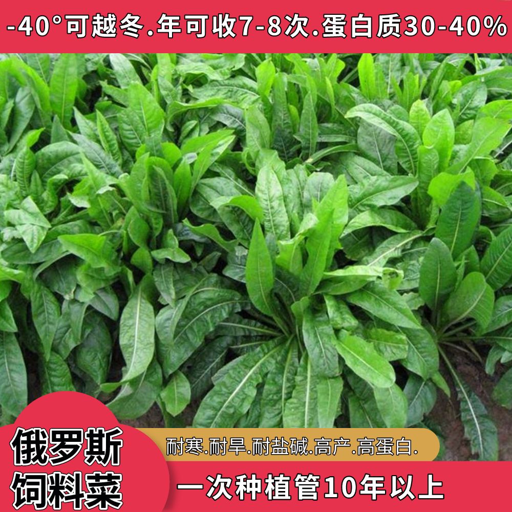 俄罗斯饲料菜种子鲁梅克斯种子食叶草种子饲养牛羊马兔猪鸡鸭鹅鱼