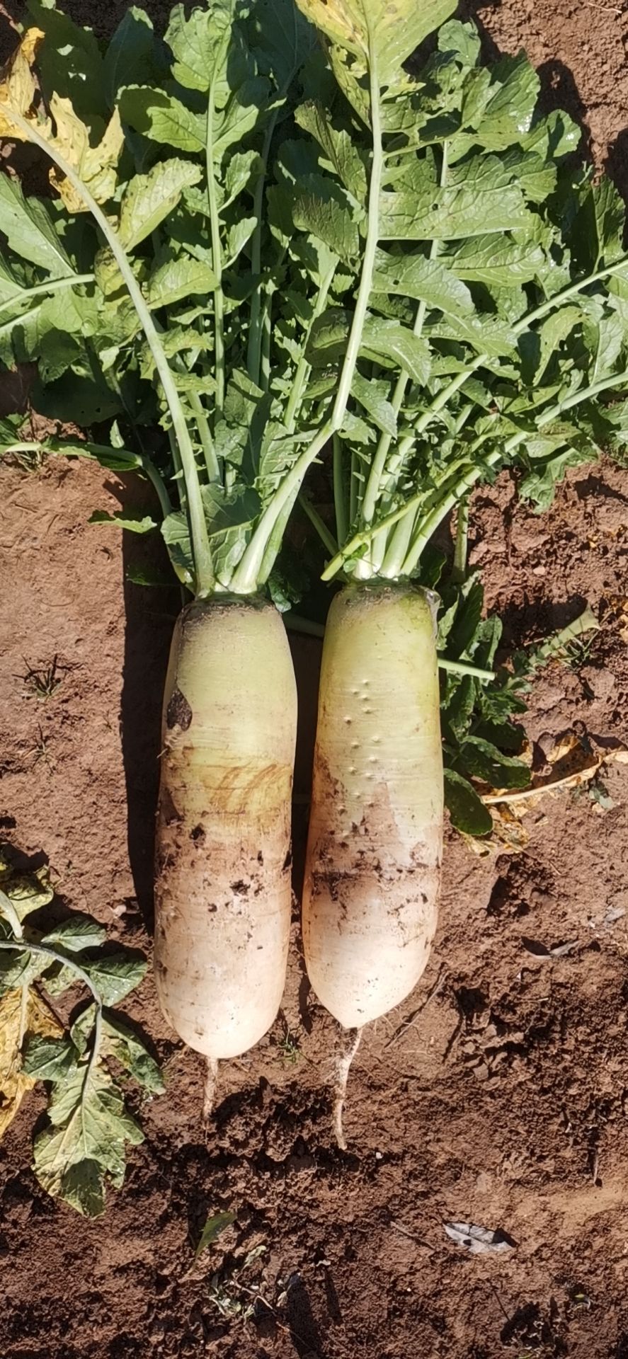 青萝卜  青头萝卜