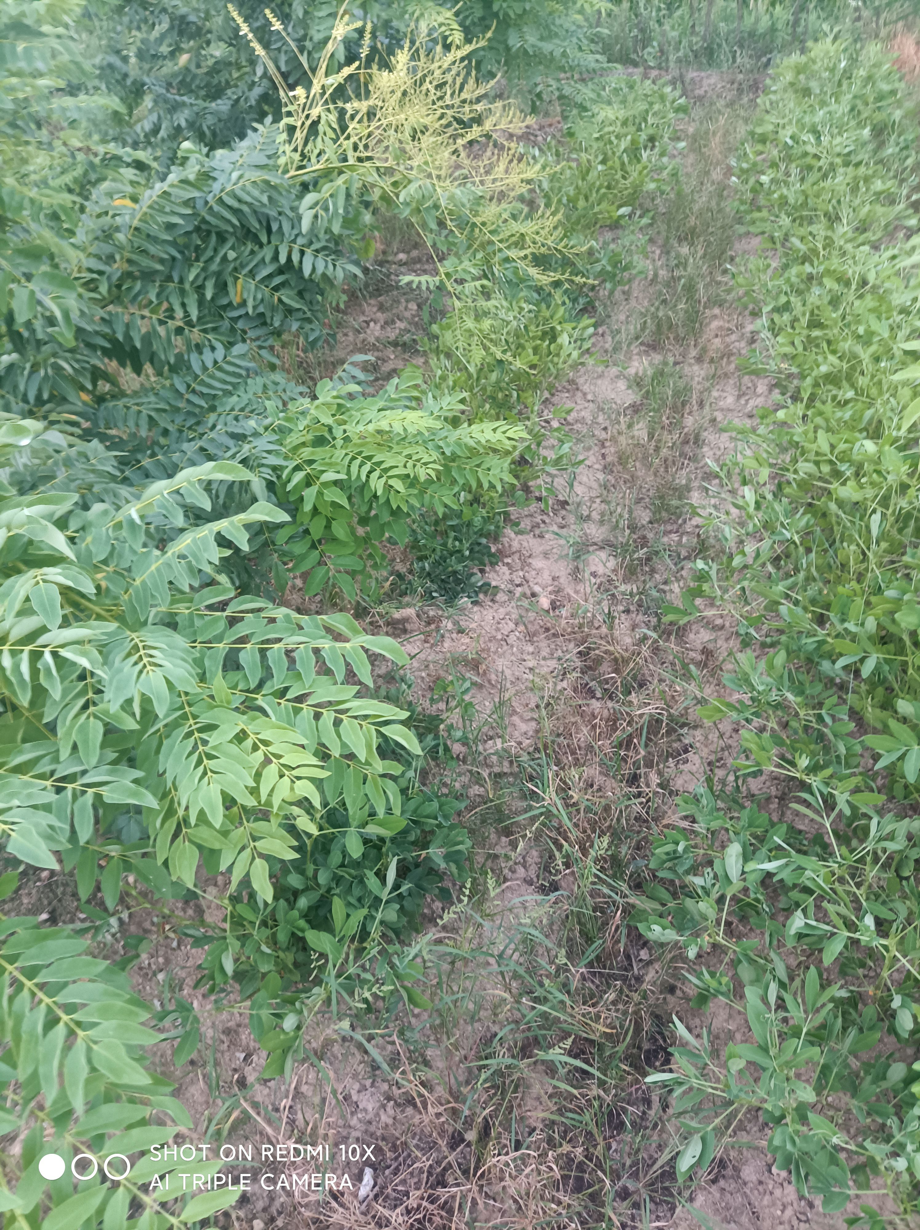 凉山虫草 正宗广西桂林全州槐米出台