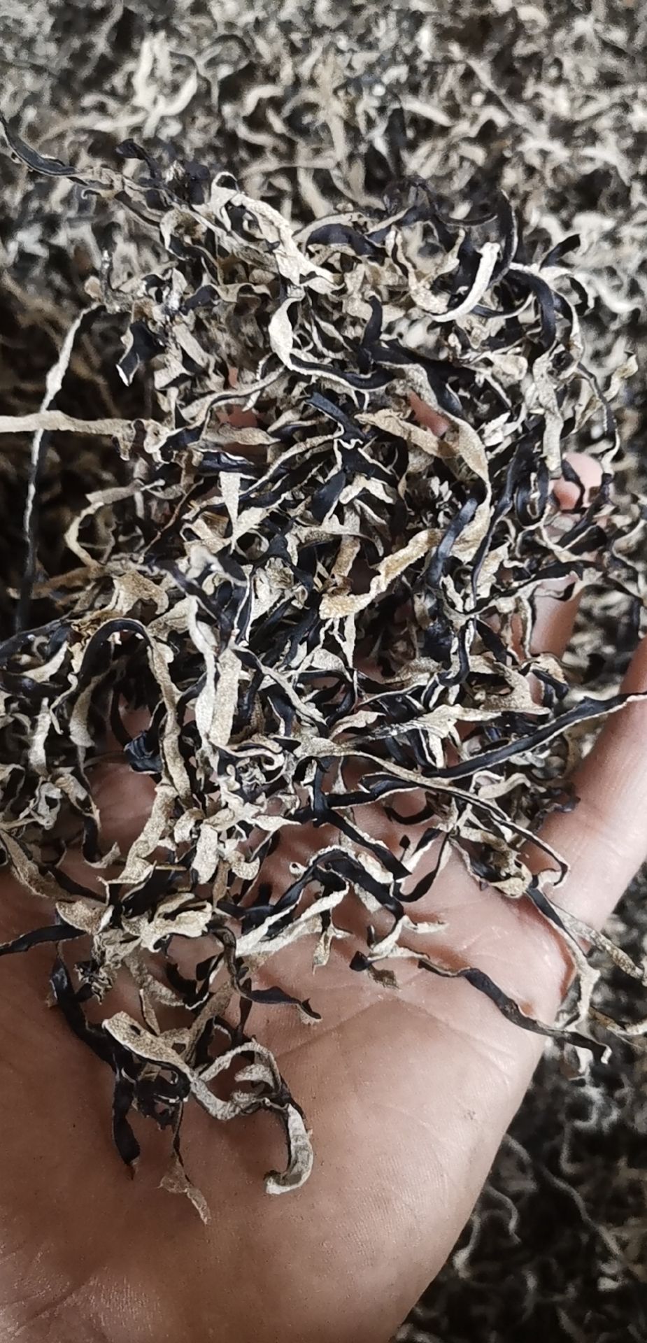 精品木耳丝，螺蛳粉配料 产地直销一手货源