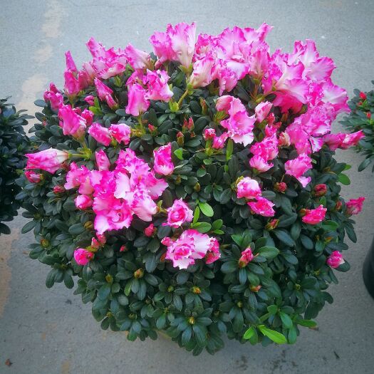 龙岩四季杜鹃
杜鹃花西玛杜鹃花盆栽西洋杜鹃花苗西玛杜鹃四季杜鹃花