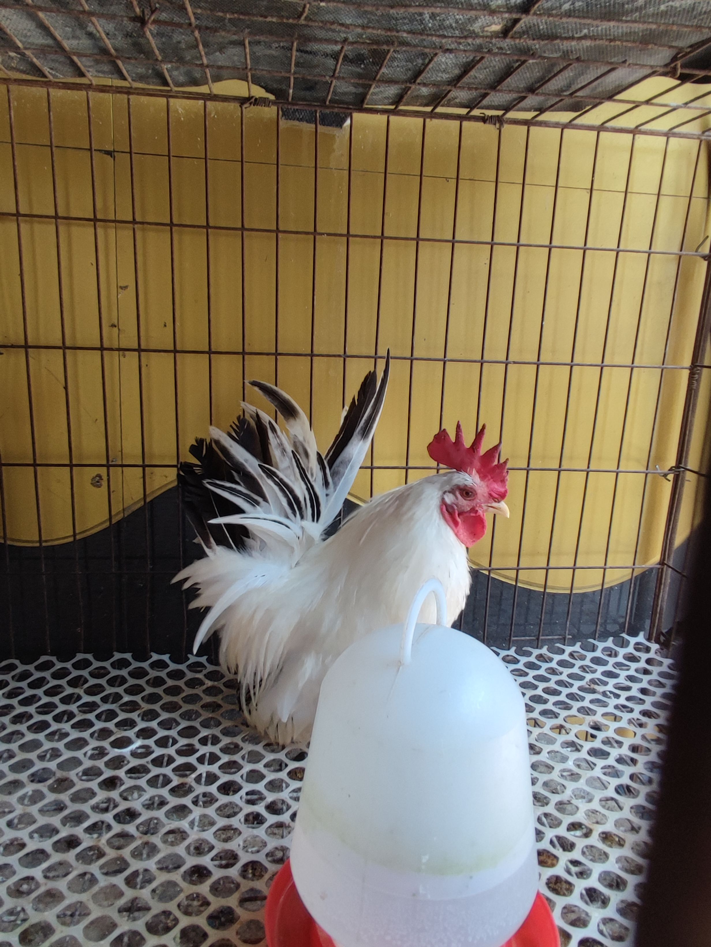 长尾鸡  山东观赏鸡元宝鸡元宝鸡黑元宝鸡怀特鸡蛋婆罗门 种鸡 途中包损