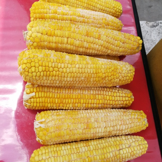 上海冻干玉米  速冻玉米棒
