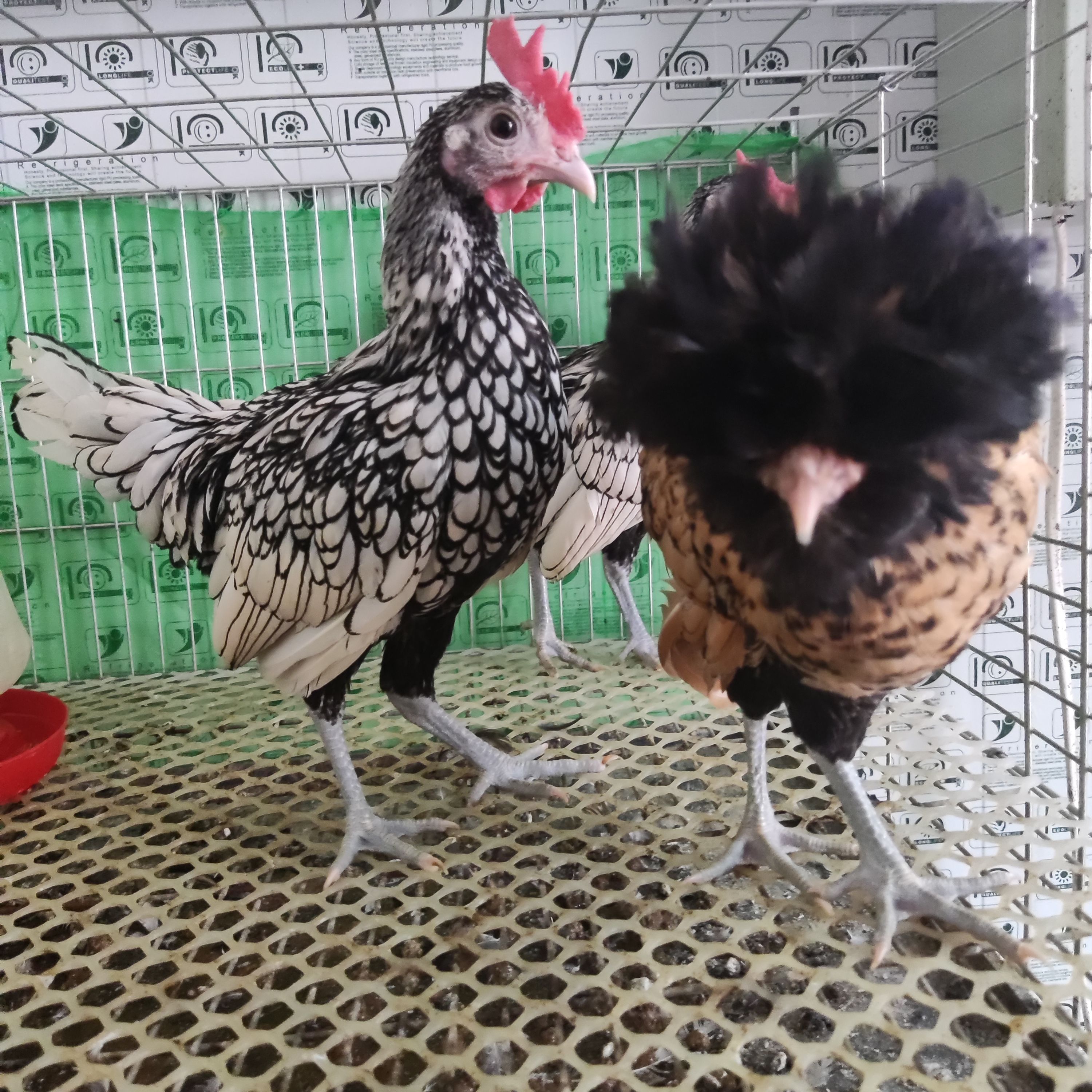 长尾鸡  山东观赏鸡元宝鸡元宝鸡黑元宝鸡怀特鸡蛋婆罗门 种鸡 途中包损