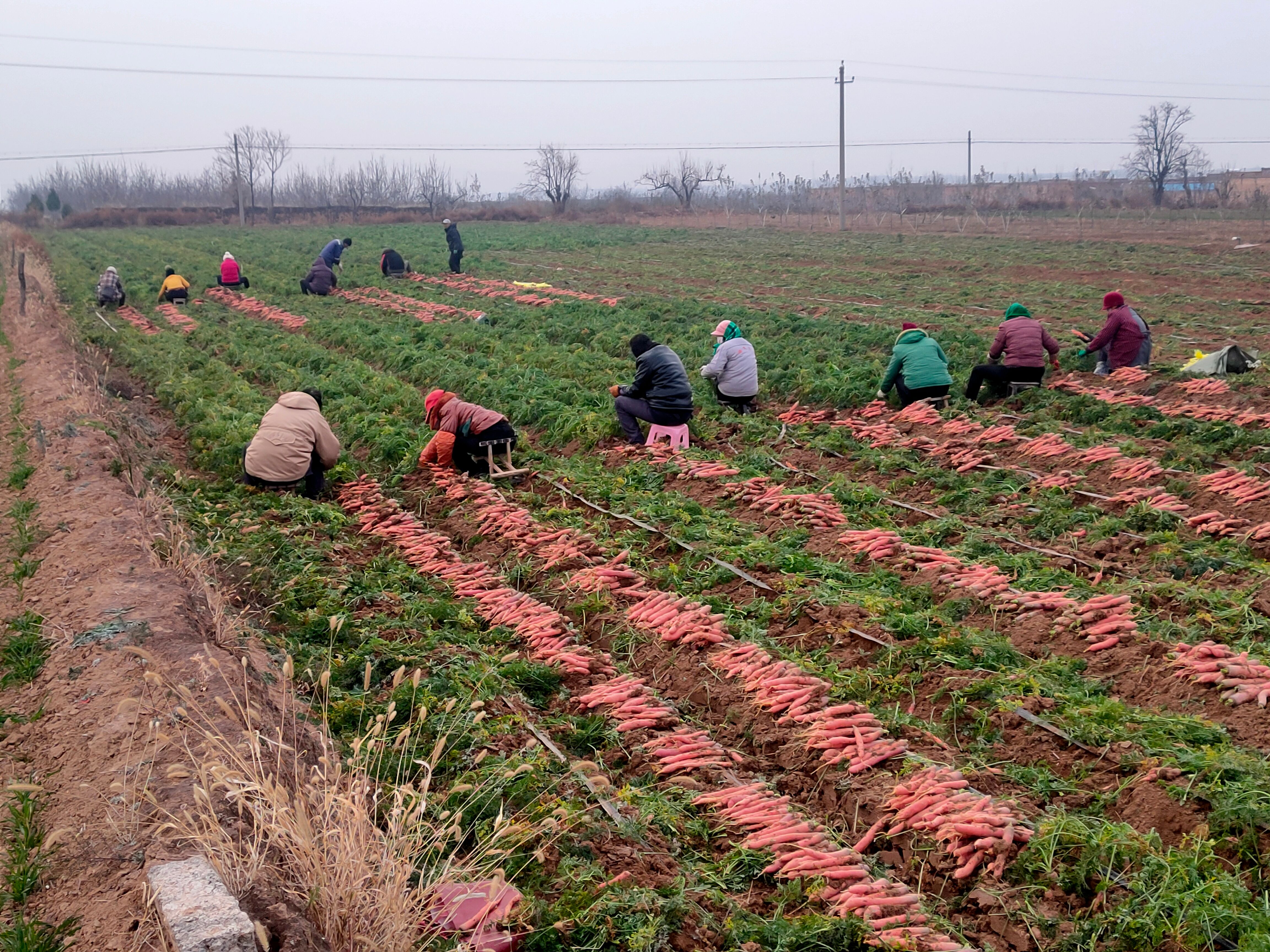 七寸红胡萝卜 红萝卜