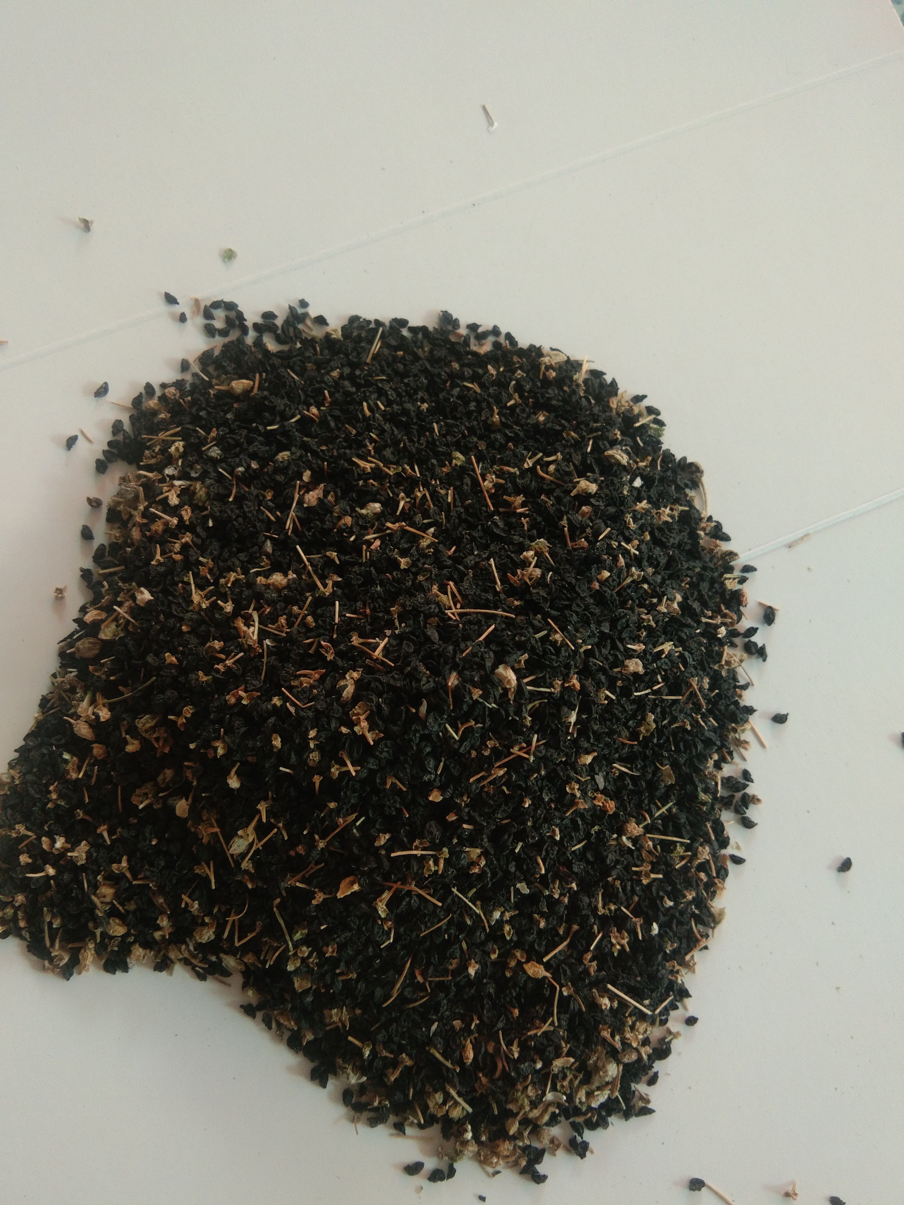 大蒜种子  白根蒜苗种子(葱蒜)