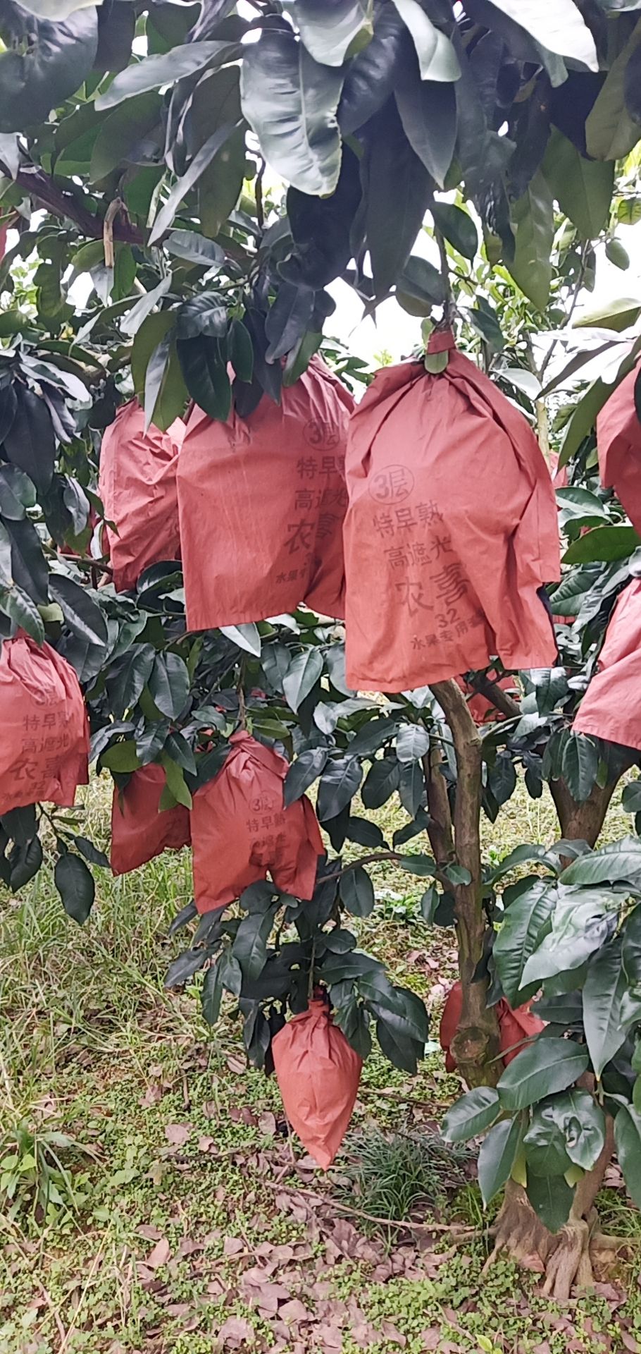 湖南白心蜜柚大量上市個(gè)大皮薄味美