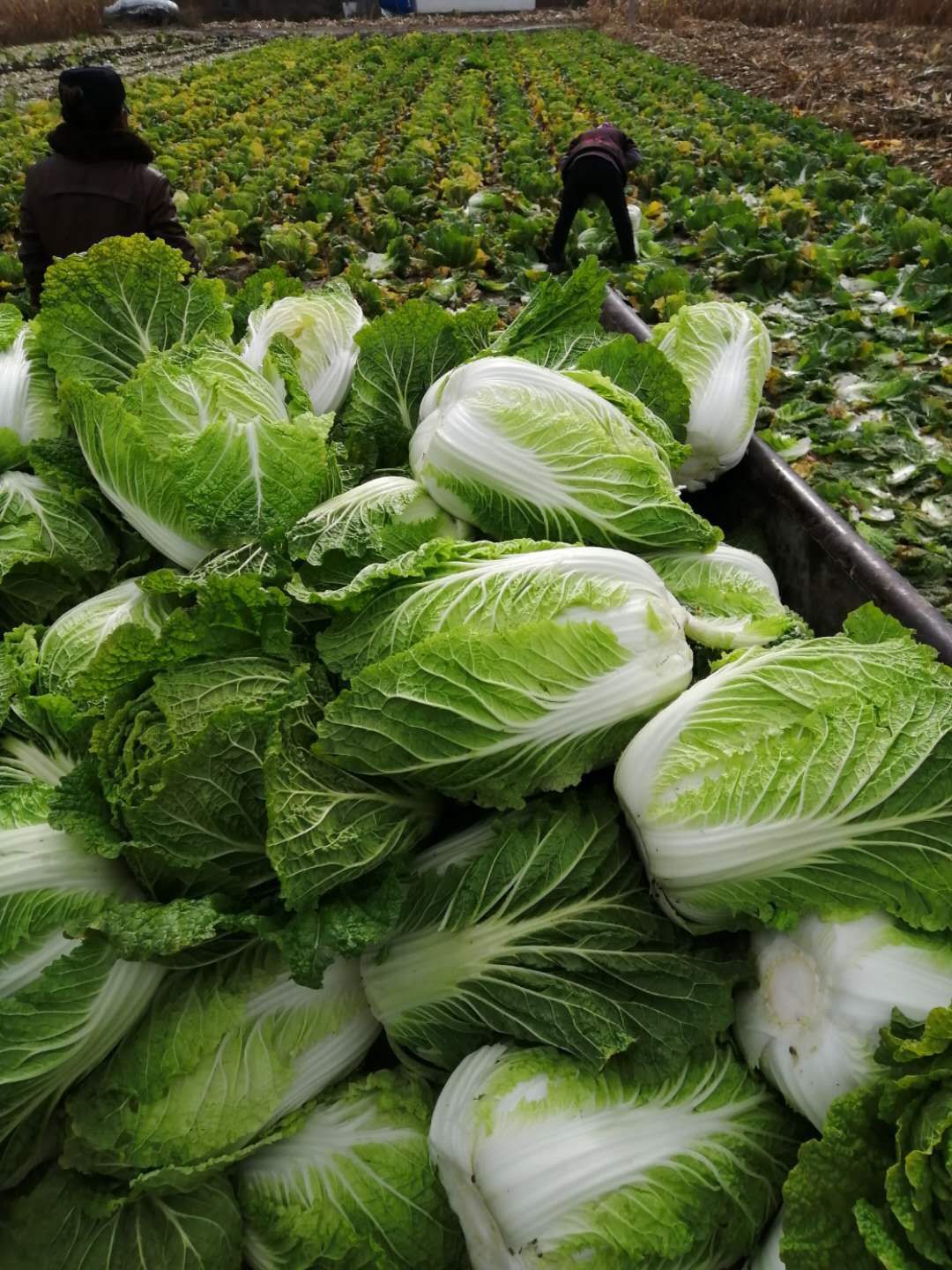 东北黄心大白菜大量上市