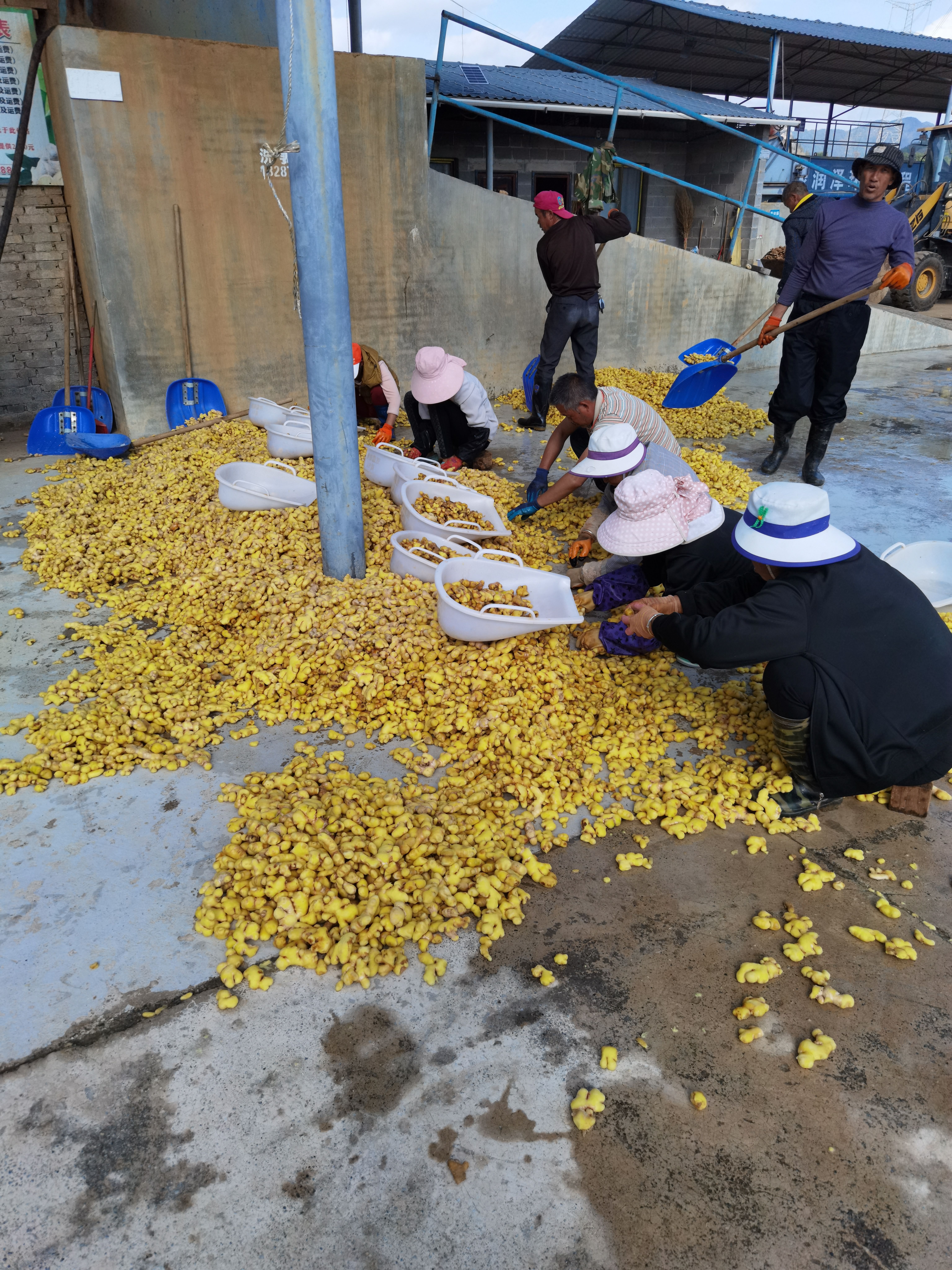 泡姜  常年代加工    小黄姜  新鲜 辣味足