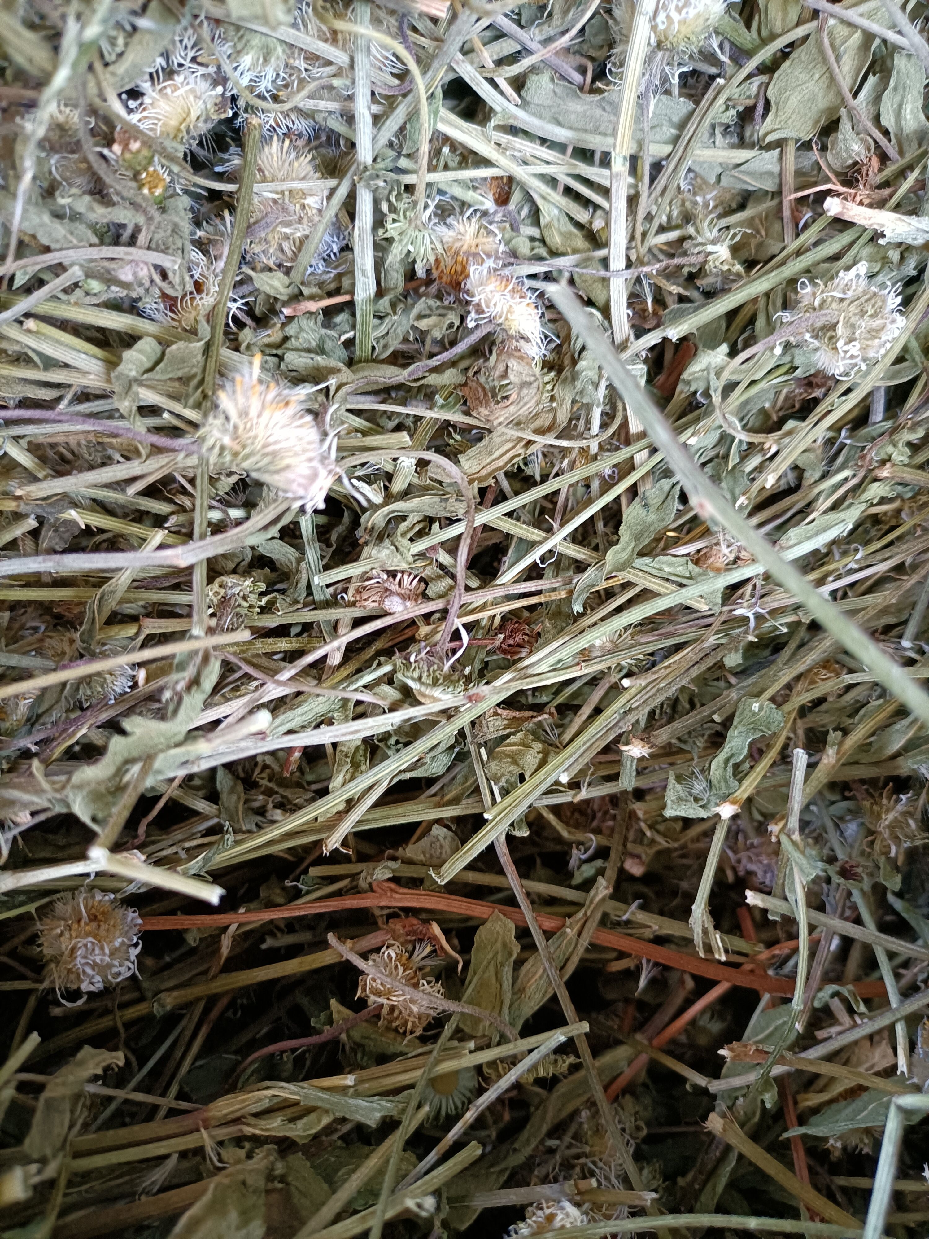 云南家种灯盏花灯盏细辛全草带花