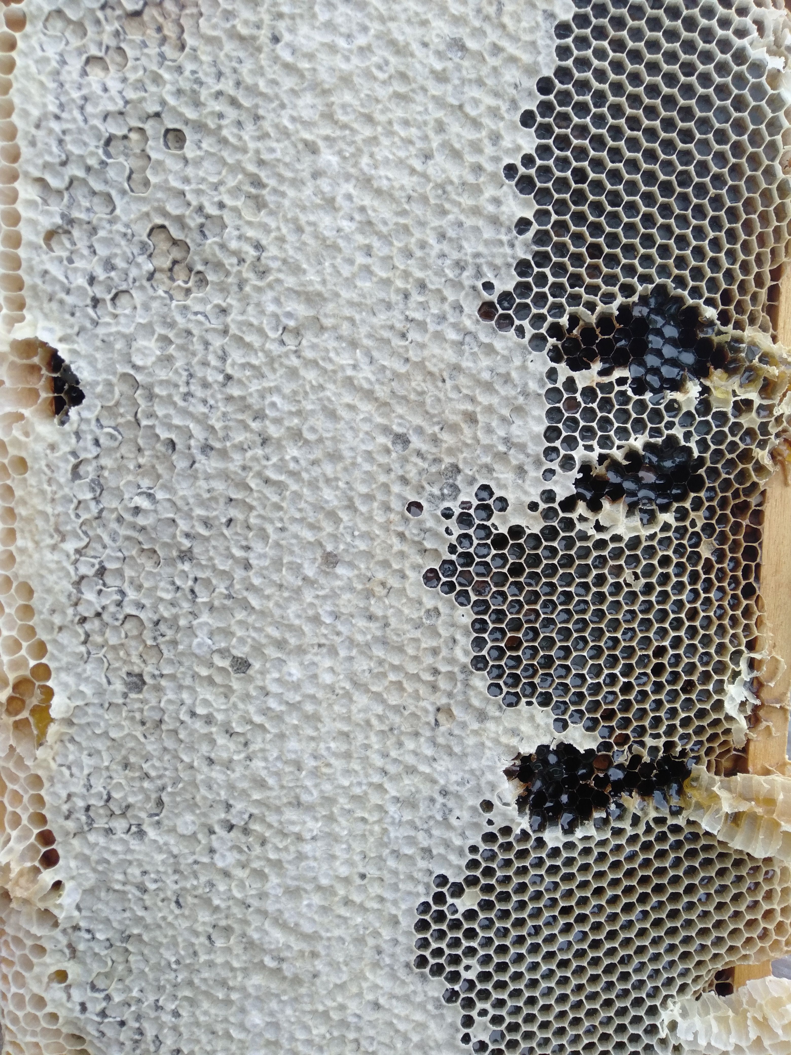 枸杞蜜，杂花蜜