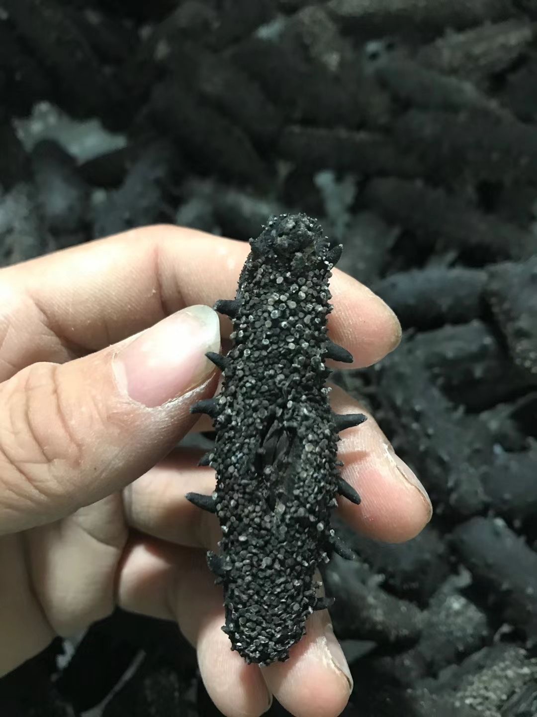 大连底拨辽参海参淡干海参国标淡干海参高泡发8-15倍量大来谈