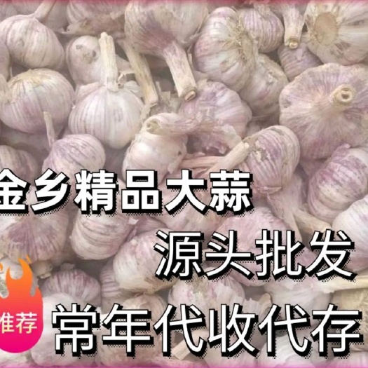 北京 金乡大蒜
