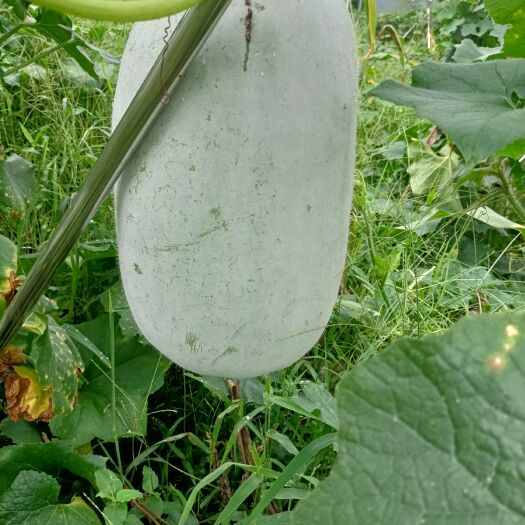 简阳市白皮冬瓜 冬瓜，掉瓜改座瓜，品相好，一手货源无中间商
