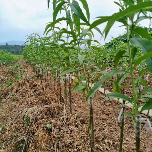 枣阳市锦绣黄桃苗 苗圃基地直销优质品种桃树苗，李子苗
