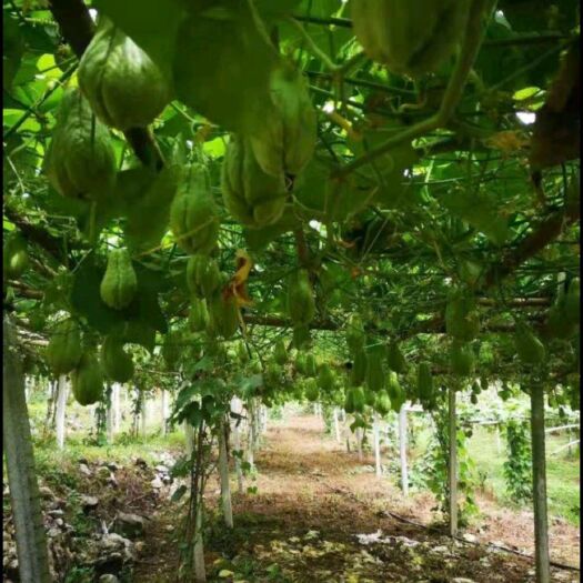 惠水县贵州高山精品佛手瓜，现摘现发支持各种包装，价格美丽